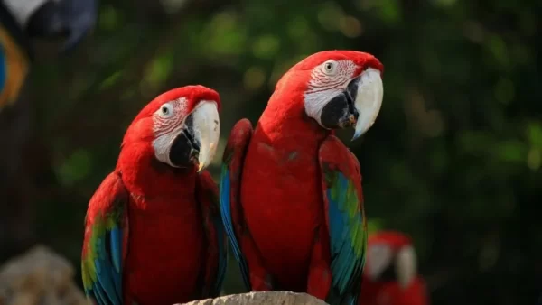 Macaw Parrot Price in India: A Vibrant Addition to Indian Homes