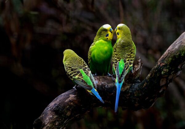 Love Birds Price in India and Essential Considerations for Pet Ownership